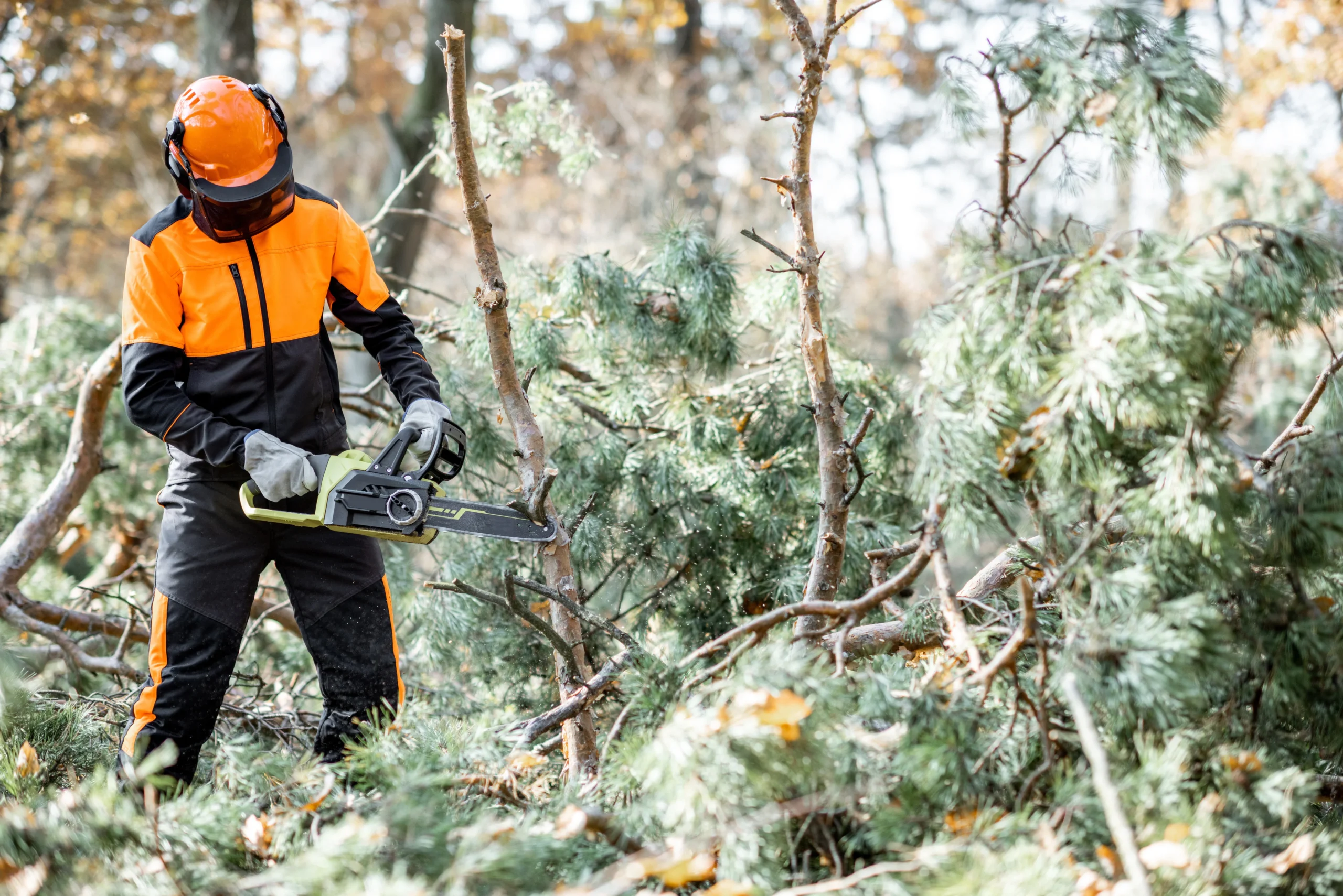 Forêt tronçonneuse